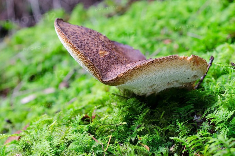 Goat's foot porling