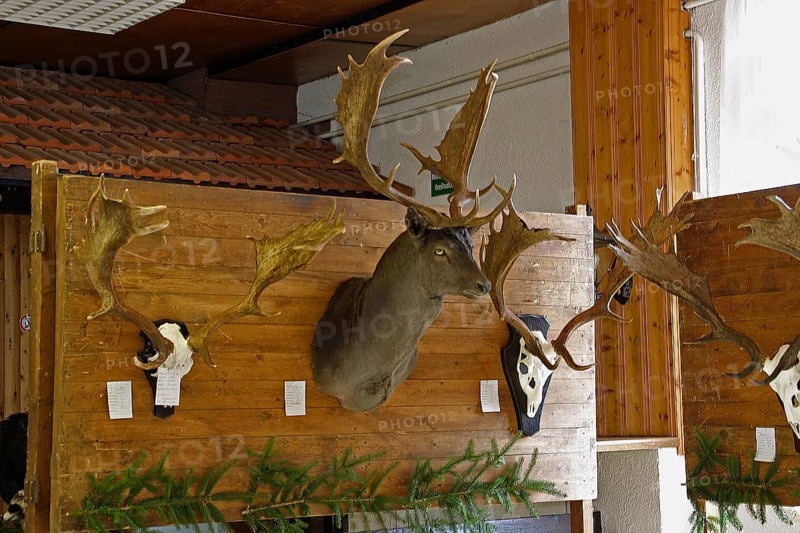 Trophy show