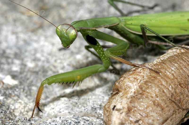 Praying mantis