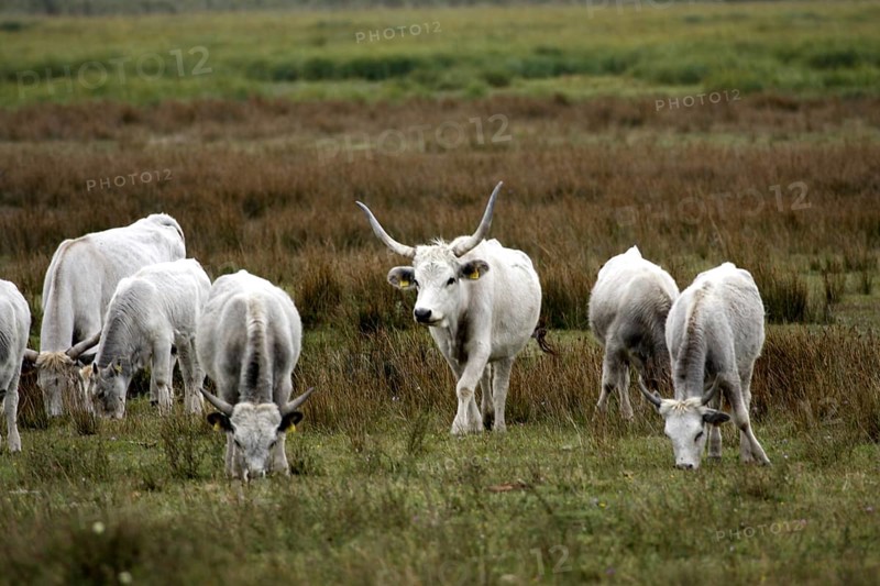 Hungarian grey cattle