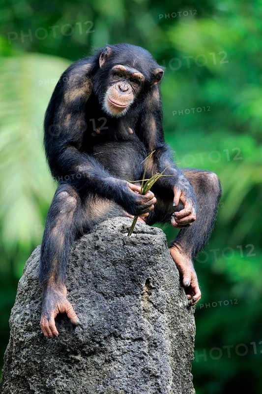 Chimpanzee