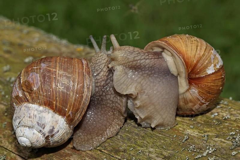 Roman snail