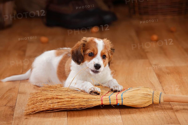 Kooikerhondje