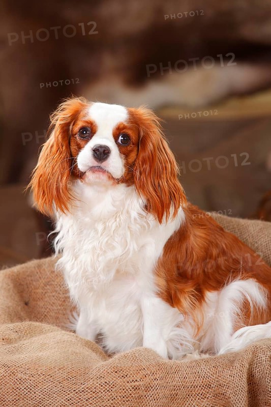Cavalier King Charles Spaniel