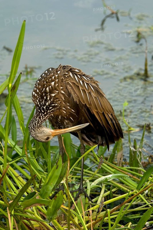 Limpkin