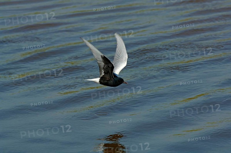 White-winged Black Tern