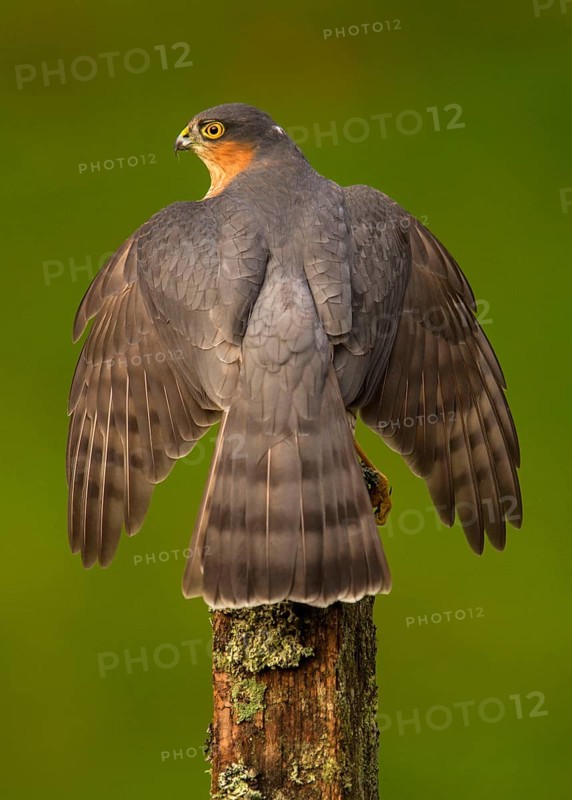 Eurasian eurasian sparrowhawk