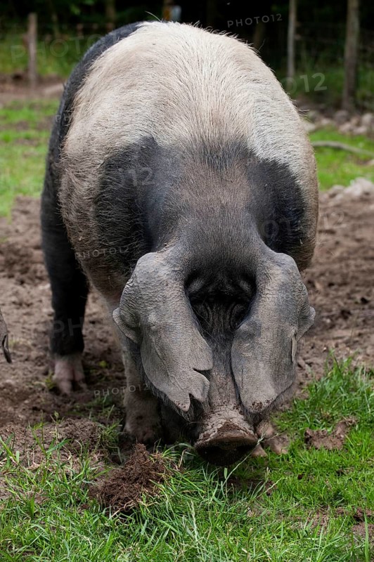 Domestic pig