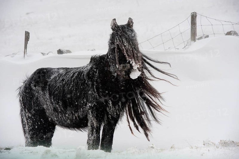 Horse