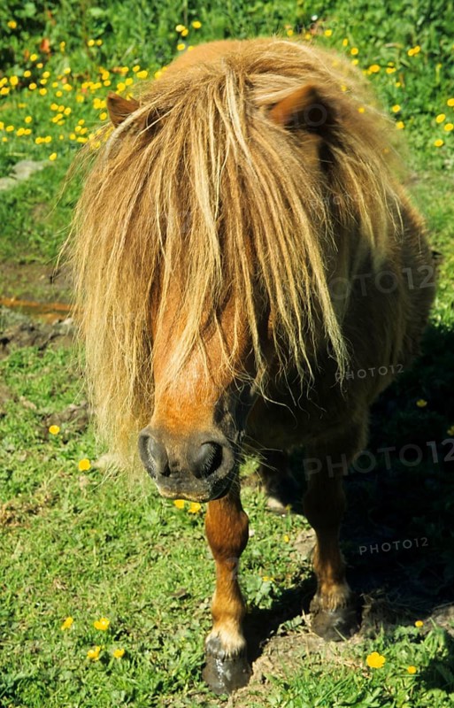 Shetland Pony