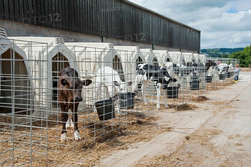 Domestic Cattle