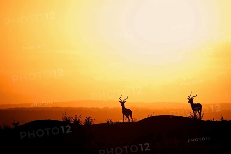 Impala