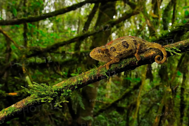 Rough coarse chameleon