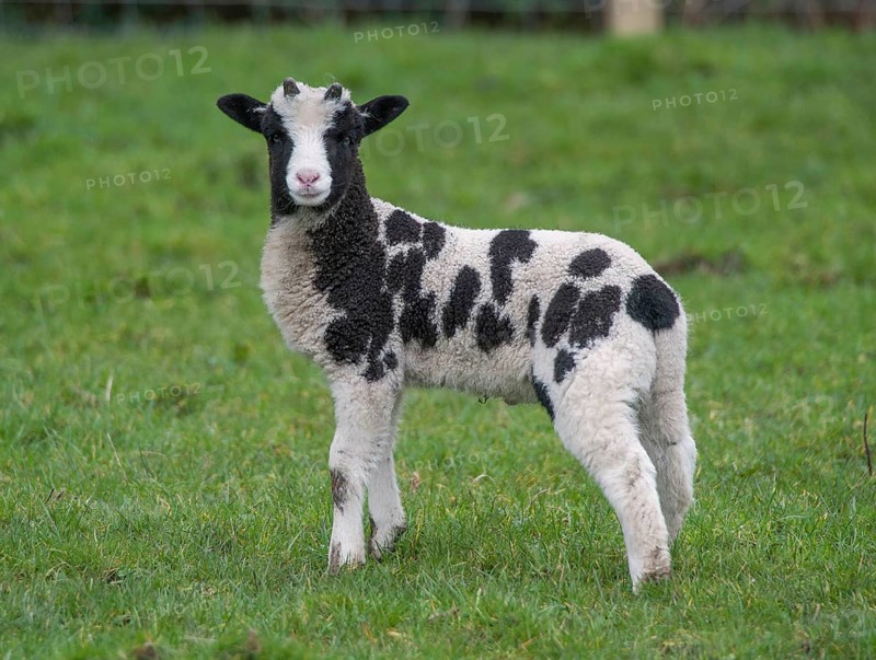 Domestic sheep
