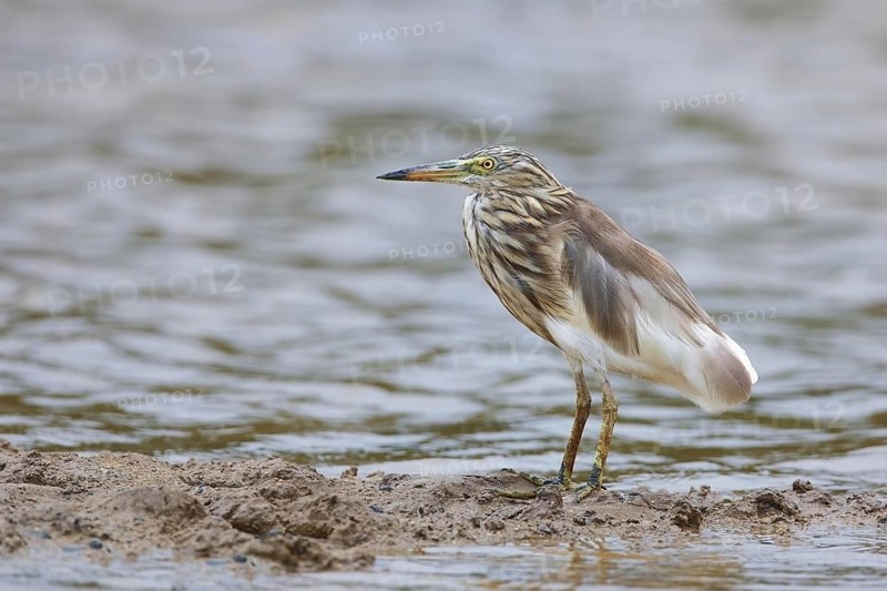 Indian indian pond heron