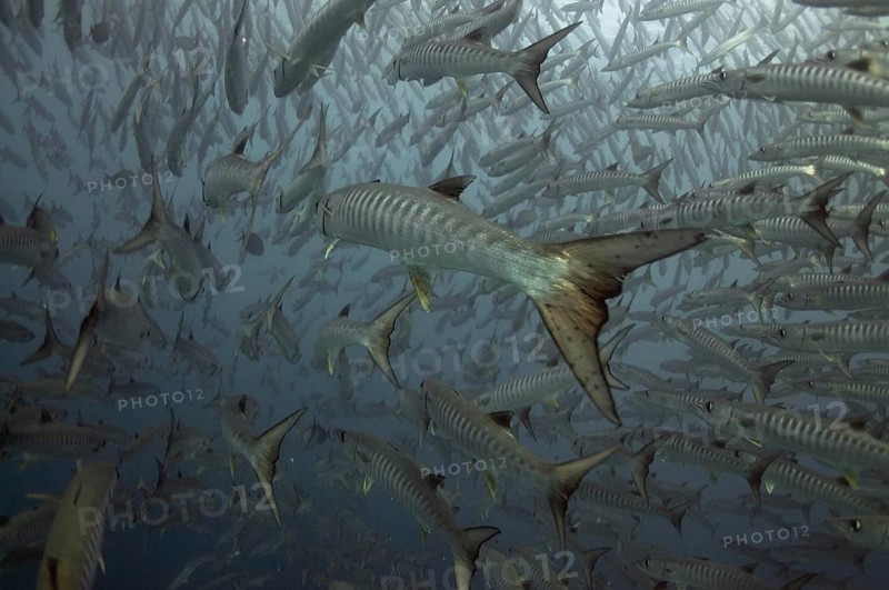 Darkfin Barracuda