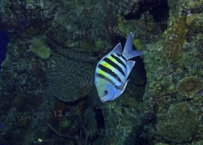 Striped sergeant
