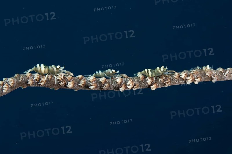 Black coral partner shrimp