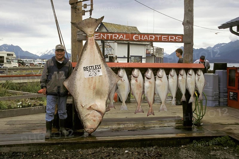 Pacific halibut