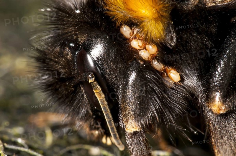 Buff-tailed Bumblebee