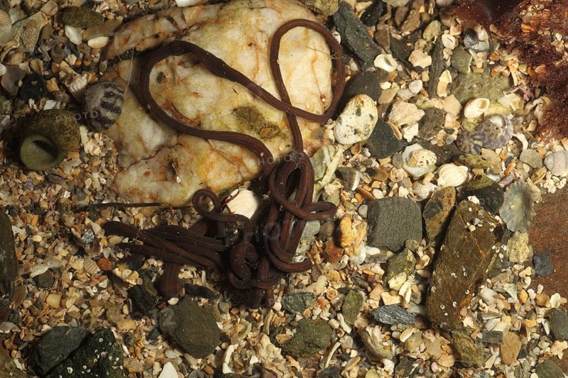 Bootlace worm