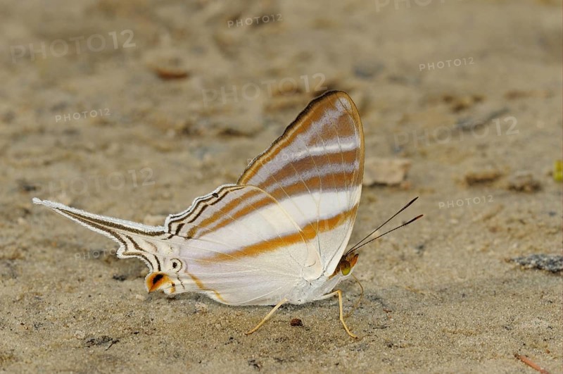 Brush-footed butterfly