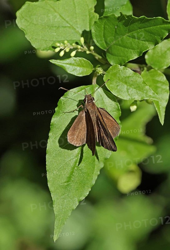 Malicious Skipper