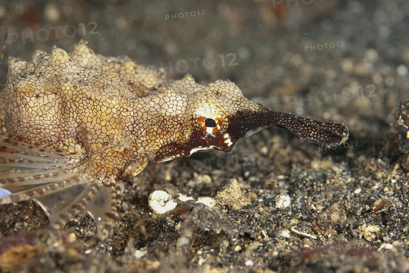 Dwarf Wingedross