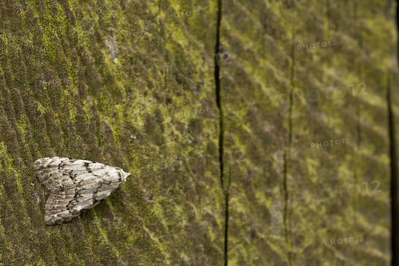 Least black arches