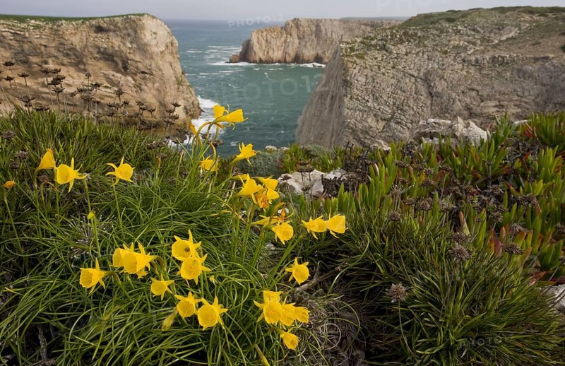 Flowering daffodil