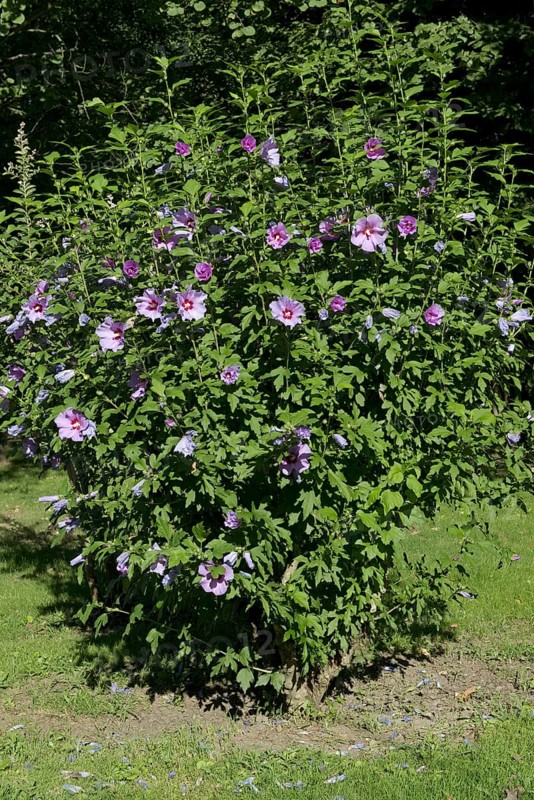 Bush marshmallow