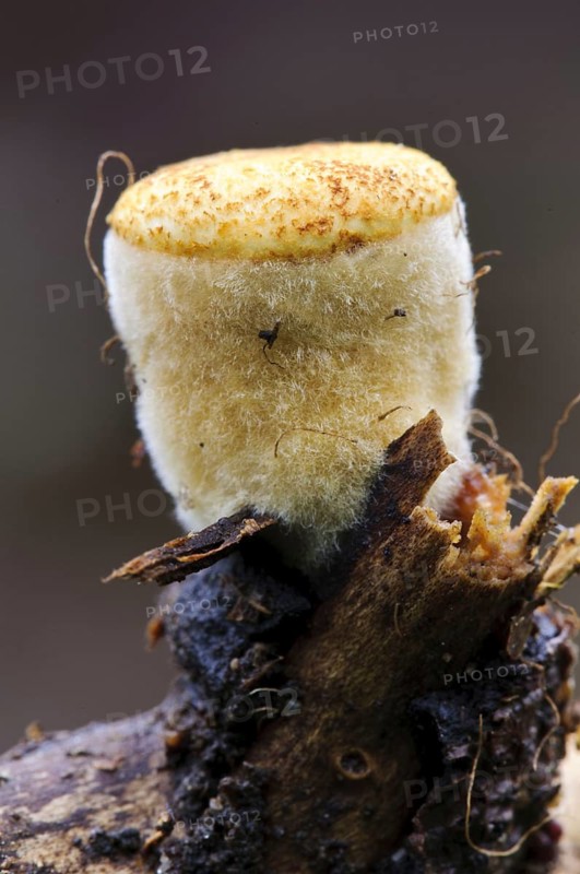 Field Bird's Nest Fungus