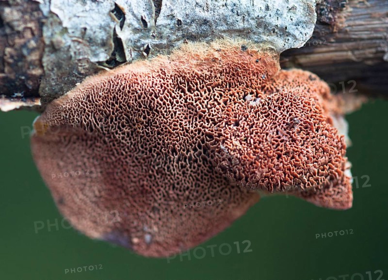 Cinnamon soft spore