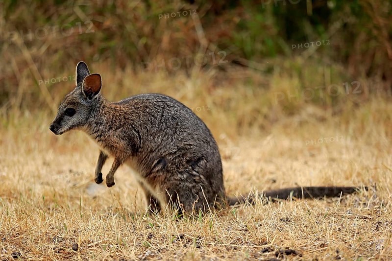 Tammar wallaby