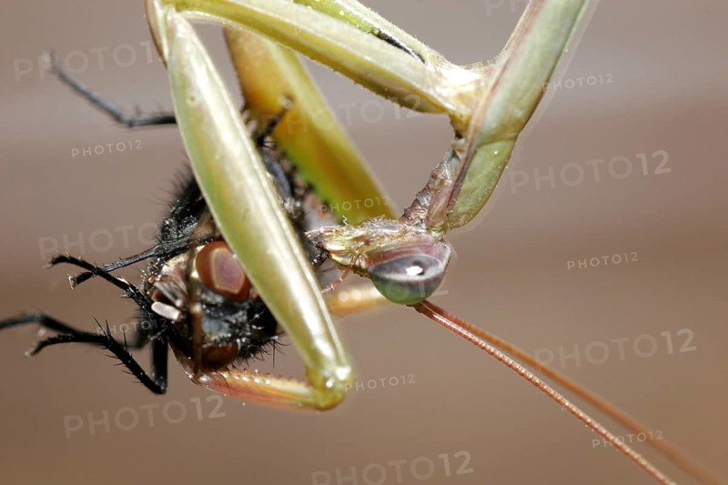 Praying mantis