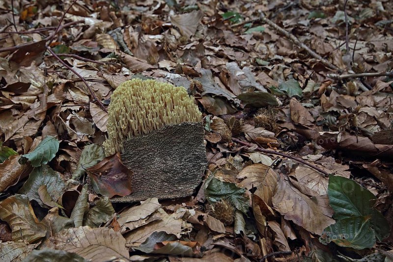 Stiff coral