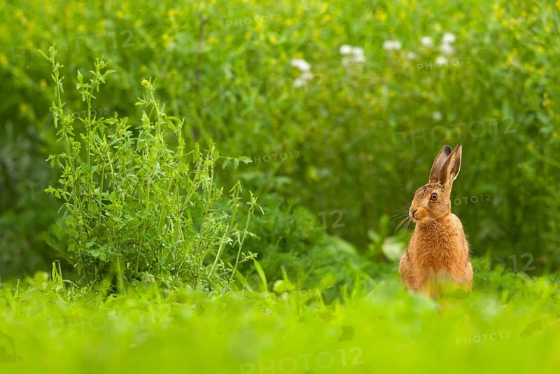 European hare