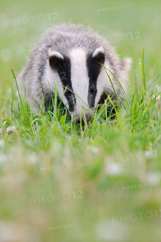 Eurasian Badger