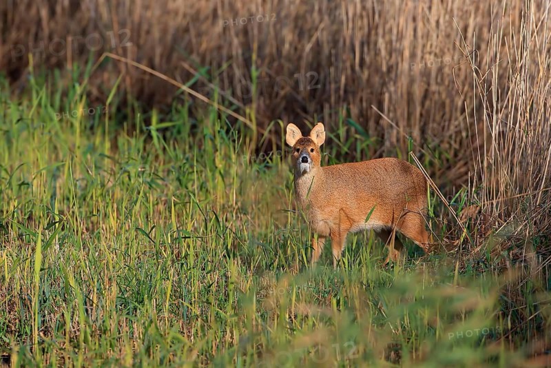 Chinese Water Deer