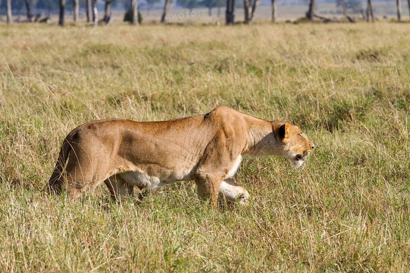 Masai Lion
