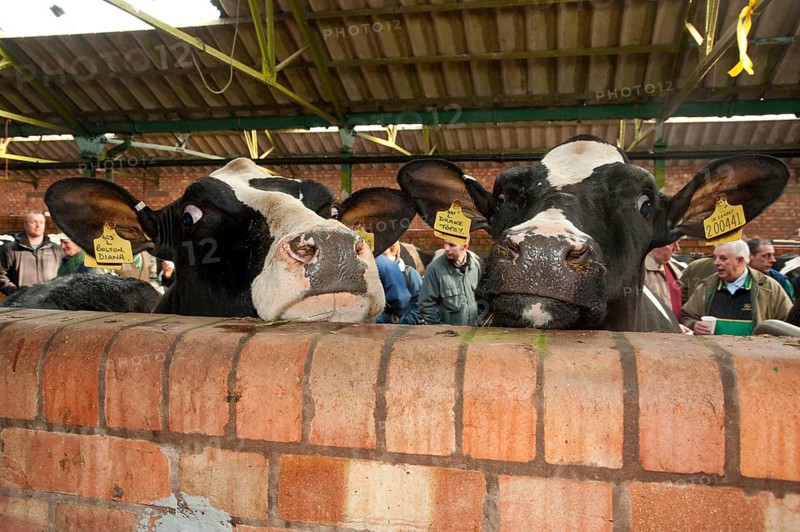 Domestic cattle