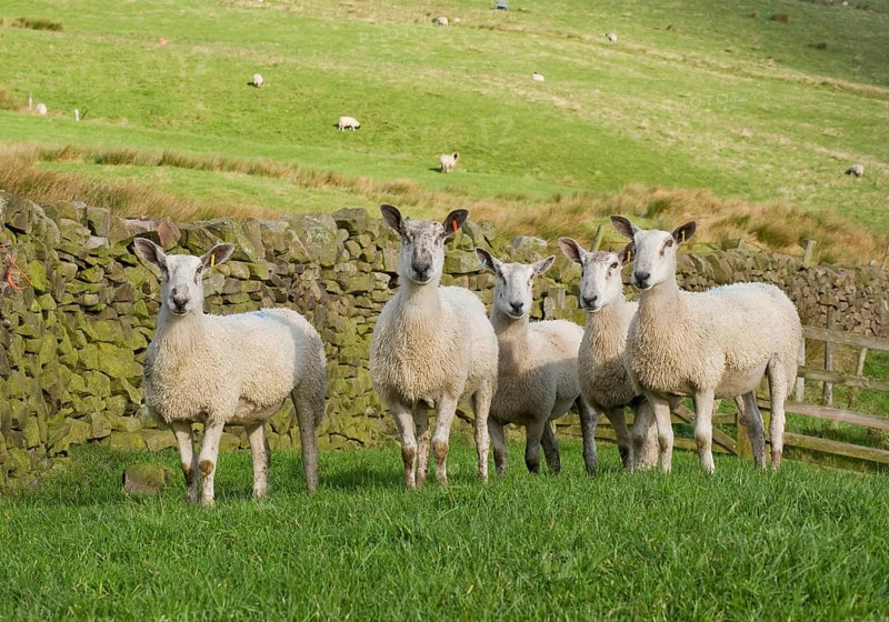 Domestic Sheep