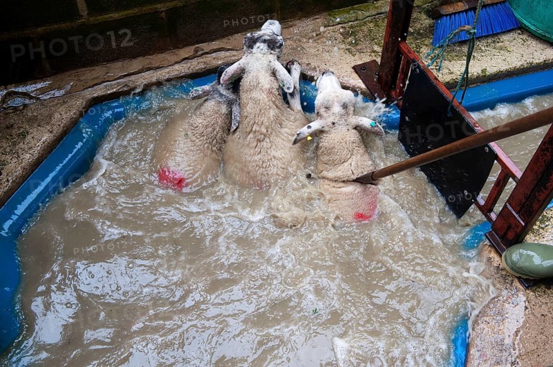 Sheep farming