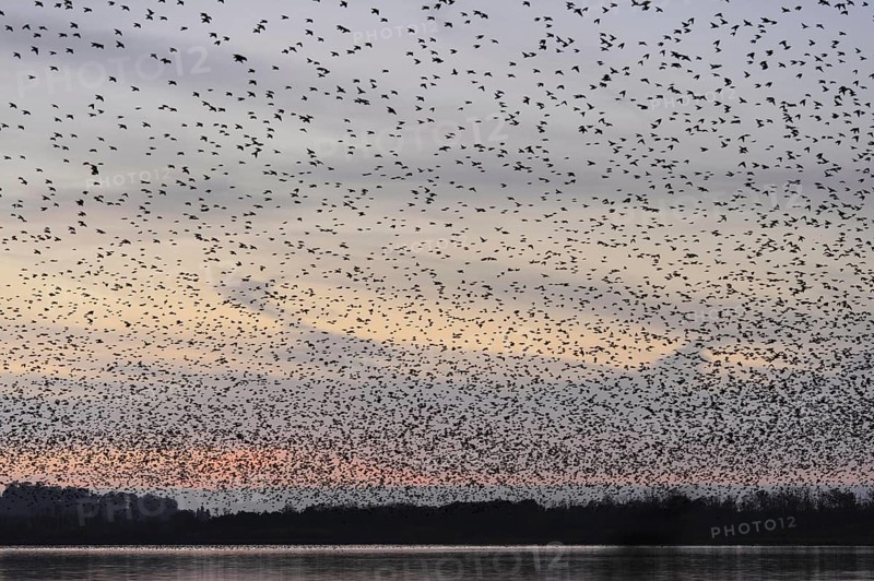 Common common starling