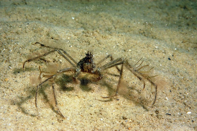 Ghost crab