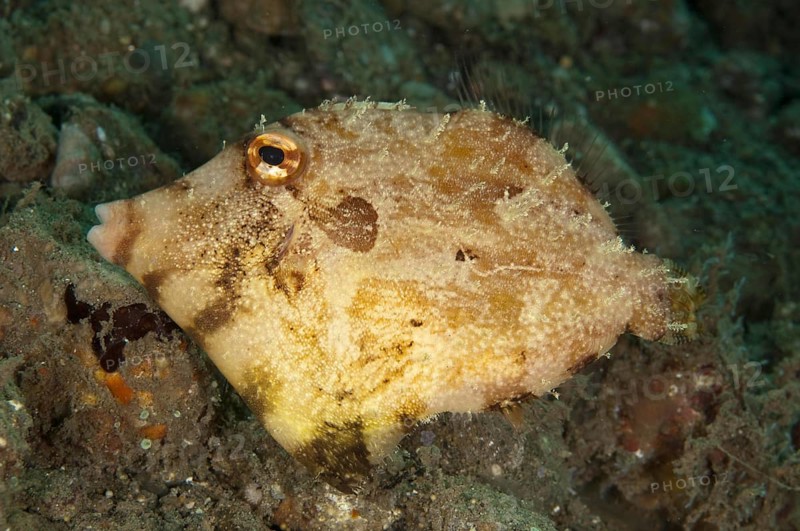 Algae Filefish
