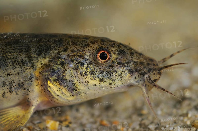 Dojo Loach