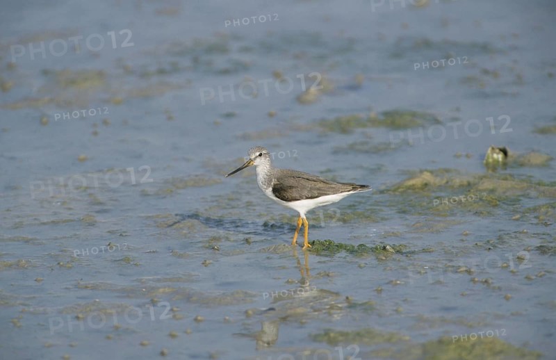 Terek Sandpiper
