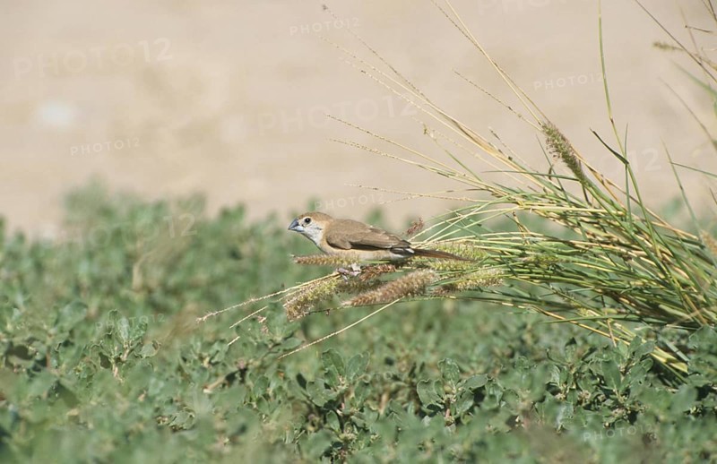Indian silverbill