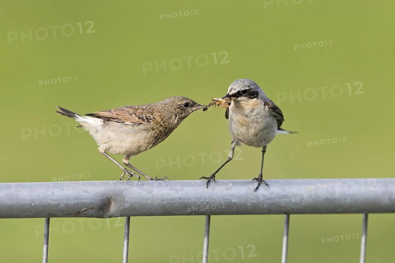 Northern northern wheatear